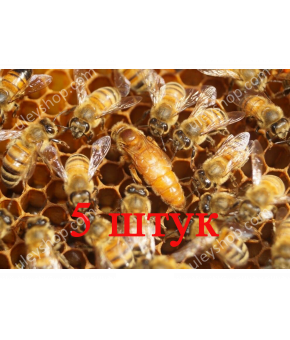 Матка Кордован (Cordovan) (не плодная) - 5 пчеломаток 2024