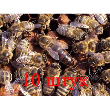 Матка породы Карника (не плодные) - 10 пчеломаток 2024