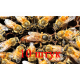Матка Бакфаст (не плодная) – 10 пчеломаток 2024