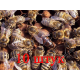 Матка породы Карника (не плодные) - 10 пчеломаток 2024