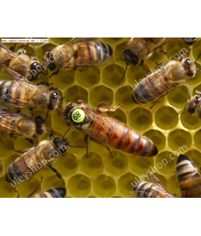 Матка Саскатраз (Saskatraz) (Плідна) Матка Саскатраз (Saskatraz) (Плідна)