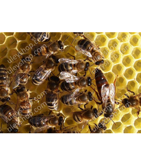 Матка Карпатка плідна тип «Говерла» Матка Карпатка плідна тип «Говерла»