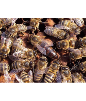 Матка породи Карніка (не плідна) Матка породи Карніка (не плідна)